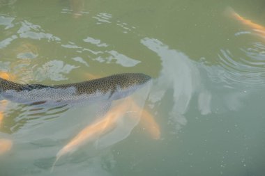 gölde büyük balık. suda renkli alabalık. Arabadaki balık yiyor. Balıkbeslemek. kırmızı ve sarı alabalık. gölde balıkçılık.