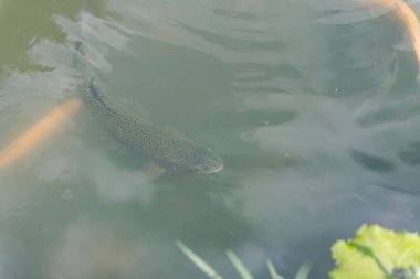 gölde büyük balık. suda renkli alabalık. Arabadaki balık yiyor. Balıkbeslemek. kırmızı ve sarı alabalık. gölde balıkçılık.