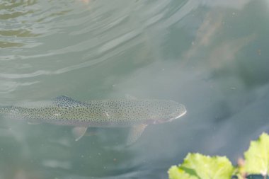 gölde büyük balık. suda renkli alabalık. Arabadaki balık yiyor. Balıkbeslemek. kırmızı ve sarı alabalık. gölde balıkçılık.