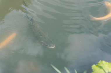gölde büyük balık. suda renkli alabalık. Arabadaki balık yiyor. Balıkbeslemek. kırmızı ve sarı alabalık. gölde balıkçılık.