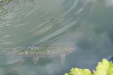 gölde büyük balık. suda renkli alabalık. Arabadaki balık yiyor. Balıkbeslemek. kırmızı ve sarı alabalık. gölde balıkçılık.