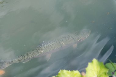 gölde büyük balık. suda renkli alabalık. Arabadaki balık yiyor. Balıkbeslemek. kırmızı ve sarı alabalık. gölde balıkçılık.