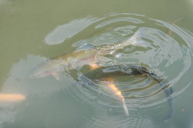 gölde büyük balık. suda renkli alabalık. Arabadaki balık yiyor. Balıkbeslemek. kırmızı ve sarı alabalık. gölde balıkçılık.