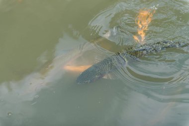 gölde büyük balık. suda renkli alabalık. Arabadaki balık yiyor. Balıkbeslemek. kırmızı ve sarı alabalık. gölde balıkçılık.