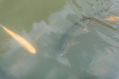 gölde büyük balık. suda renkli alabalık. Arabadaki balık yiyor. Balıkbeslemek. kırmızı ve sarı alabalık. gölde balıkçılık.