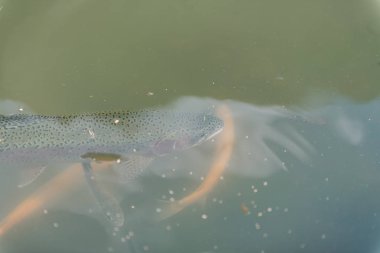 gölde büyük balık. suda renkli alabalık. Arabadaki balık yiyor. Balıkbeslemek. kırmızı ve sarı alabalık. gölde balıkçılık.