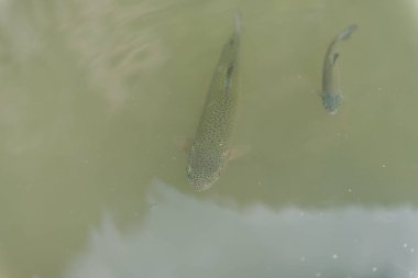 gölde büyük balık. suda renkli alabalık. Arabadaki balık yiyor. Balıkbeslemek. kırmızı ve sarı alabalık. gölde balıkçılık.