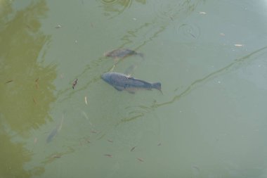 gölde büyük balık. suda renkli alabalık. Arabadaki balık yiyor. Balıkbeslemek. kırmızı ve sarı alabalık. gölde balıkçılık.