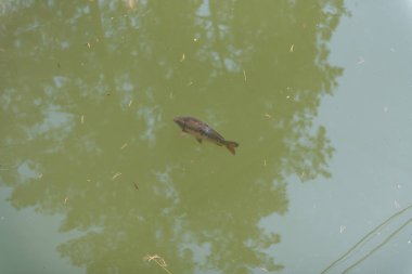 gölde büyük balık. suda renkli alabalık. Arabadaki balık yiyor. Balıkbeslemek. kırmızı ve sarı alabalık. gölde balıkçılık.