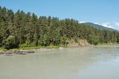 dağların arasında nehir. dağların güzel görünümü. Rusya'nın doğası. Altay'daki dağlar. dağlarda çam ormanı. nehirde su.