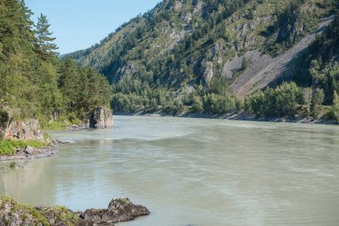 dağların arasında nehir. dağların güzel görünümü. Rusya'nın doğası. Altay'daki dağlar. dağlarda çam ormanı. nehirde su.