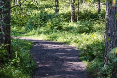 ormanda yol. parlak ormanda yürümek. ormanda eğrelti otu. Güneş ağaçların arasından parlar. ağaçlar ve eğrelti otu. aktif yaşam tarzı. boş pahalı.