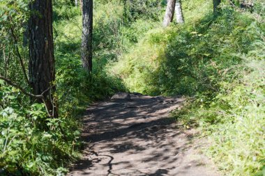 ormandaki yollarda ağaç kökleri. çıplak ağaç kökleri. ormanda yol. Fern. güneş, ağaçları katlayın.