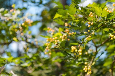 vahşi elmaormanda yetişir. Ranetki yakın çekim. küçük elmalar bir ağaçta yetişir. sulu yeşillikler. ormanda solonetz.
