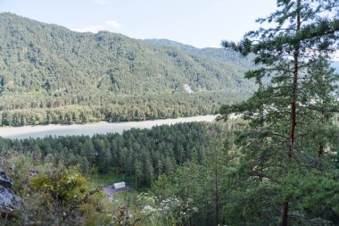 dağların arasında nehir. dağların güzel görünümü. Rusya'nın doğası. Altay'daki dağlar. dağlarda çam ormanı. nehirde su.