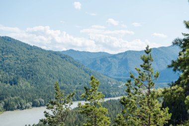 dağların arasında nehir. dağların güzel görünümü. Rusya'nın doğası. Altay'daki dağlar. dağlarda çam ormanı. nehirde su.