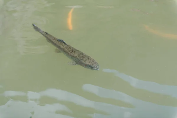 湖の中の大きな魚。水の中に着色されたマス。カートの中の魚は食べる。魚に餌をやる赤と黄色のマス。湖で釣りをする. — ストック写真