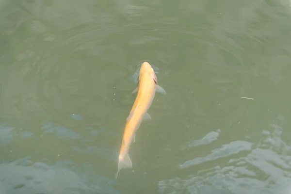 Grote vissen in het meer. gekleurde forel in het water. de vis in de kar eet. Voer de vis. rode en gele forel. vissen op het meer. — Stockfoto