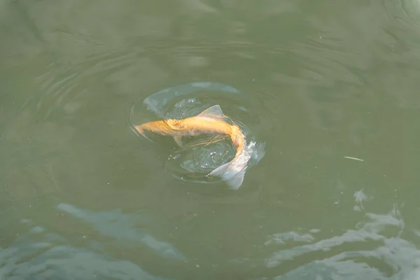 Peces grandes en el lago. trucha de colores en el agua. el pescado en el carro come. alimentar a los peces. trucha roja y amarilla. pesca en el lago . — Foto de Stock