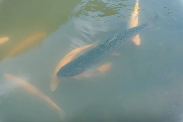 Grote vissen in het meer. gekleurde forel in het water. de vis in de kar eet. Voer de vis. rode en gele forel. vissen op het meer. — Stockfoto