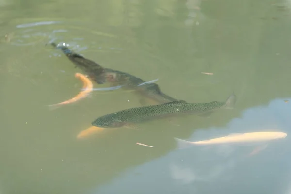 Grote vissen in het meer. gekleurde forel in het water. de vis in de kar eet. Voer de vis. rode en gele forel. vissen op het meer. — Stockfoto