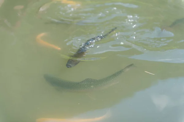 Stor fisk i sjön. färgad öring i vattnet. fisken i vagnen äter. mata fisken. röd och gul öring. fiske på sjön. — Stockfoto