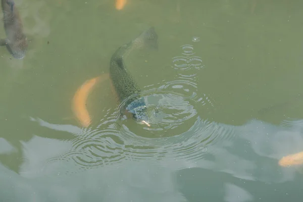Большая рыба в озере. цветная форель в воде. Рыба в тележке ест. кормить рыбу. красная и желтая форель. рыбалка на озере . — стоковое фото