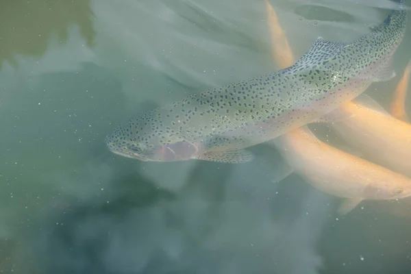 湖の中の大きな魚。水の中に着色されたマス。カートの中の魚は食べる。魚に餌をやる赤と黄色のマス。湖で釣りをする. — ストック写真