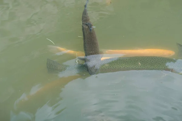 Peces grandes en el lago. trucha de colores en el agua. el pescado en el carro come. alimentar a los peces. trucha roja y amarilla. pesca en el lago . — Foto de Stock