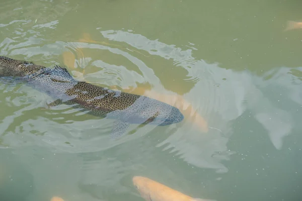 湖の中の大きな魚。水の中に着色されたマス。カートの中の魚は食べる。魚に餌をやる赤と黄色のマス。湖で釣りをする. — ストック写真