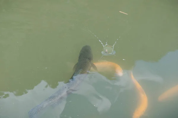 Grote vissen in het meer. gekleurde forel in het water. de vis in de kar eet. Voer de vis. rode en gele forel. vissen op het meer. — Stockfoto