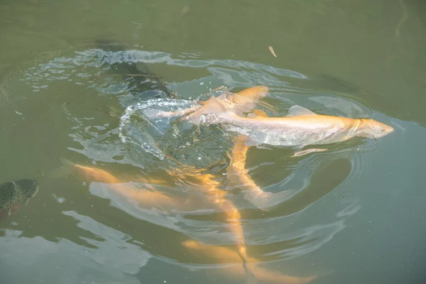 Grote vissen in het meer. gekleurde forel in het water. de vis in de kar eet. Voer de vis. rode en gele forel. vissen op het meer. — Stockfoto