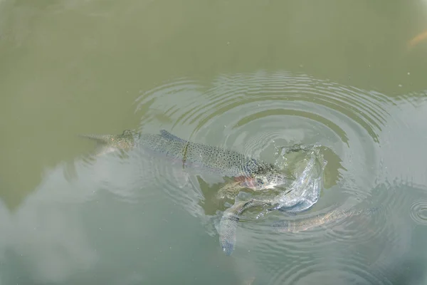 Peces grandes en el lago. trucha de colores en el agua. el pescado en el carro come. alimentar a los peces. trucha roja y amarilla. pesca en el lago . — Foto de Stock