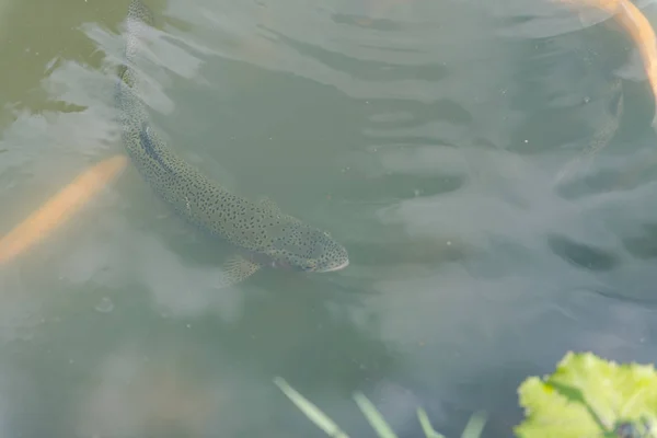 湖の中の大きな魚。水の中に着色されたマス。カートの中の魚は食べる。魚に餌をやる赤と黄色のマス。湖で釣りをする. — ストック写真