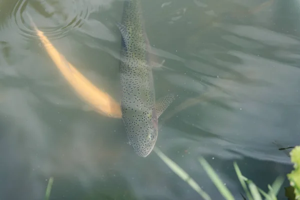 large fish in the lake. colored trout in the water. the fish in the cart eats. feed the fish. red and yellow trout. fishing on the lake.