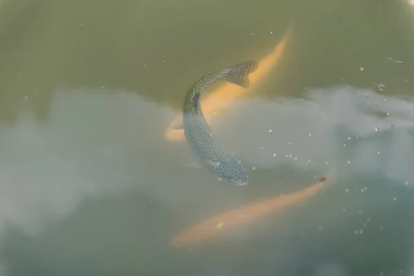 Grote vissen in het meer. gekleurde forel in het water. de vis in de kar eet. Voer de vis. rode en gele forel. vissen op het meer. — Stockfoto