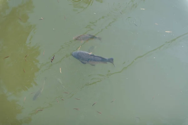 Peces grandes en el lago. trucha de colores en el agua. el pescado en el carro come. alimentar a los peces. trucha roja y amarilla. pesca en el lago . — Foto de Stock