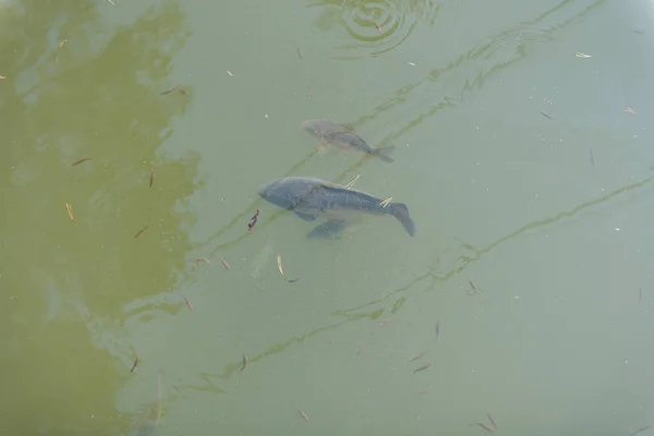 Grandi pesci nel lago. trota colorata in acqua. il pesce nel carrello mangia. da 'da mangiare ai pesci. trota rossa e gialla. pesca sul lago . — Foto Stock