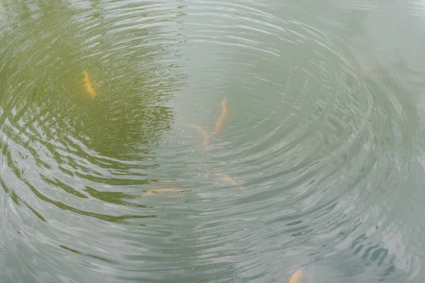 Μεγάλο ψάρι στη λίμνη. Έγχρωμη πέστροφα στο νερό. το ψάρι στο καλάθι τρώει. ταΐζω τα ψάρια. κόκκινη και κίτρινη πέστροφα. Ψάρεμα στη λίμνη. — Φωτογραφία Αρχείου