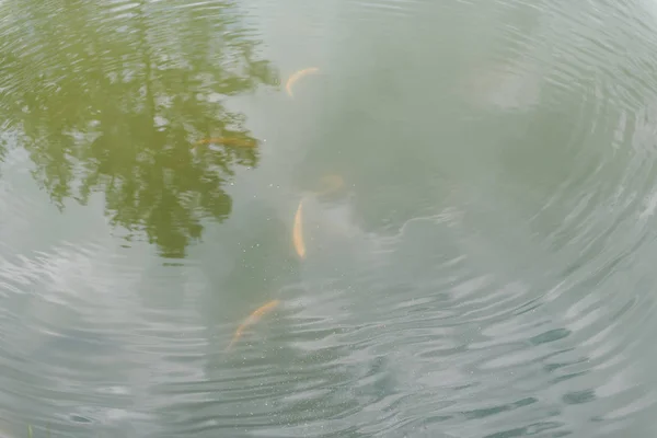 Μεγάλο ψάρι στη λίμνη. Έγχρωμη πέστροφα στο νερό. το ψάρι στο καλάθι τρώει. ταΐζω τα ψάρια. κόκκινη και κίτρινη πέστροφα. Ψάρεμα στη λίμνη. — Φωτογραφία Αρχείου