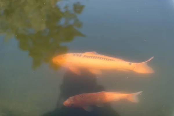 Große Fische im See. Farbige Forellen im Wasser. der Fisch im Einkaufswagen frisst. Füttern Sie die Fische. Rote und gelbe Forellen. Angeln auf dem See. — Stockfoto