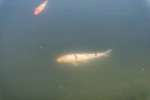 Peixe grande no lago. truta colorida na água. o peixe no carrinho come. Dá de comer ao peixe. Truta vermelha e amarela. pesca no lago . — Fotografia de Stock