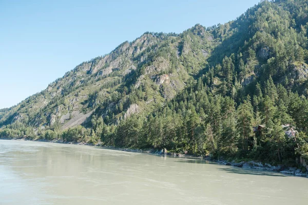 dağların arasında nehir. dağların güzel görünümü. Rusya'nın doğası. Altay'daki dağlar. dağlarda çam ormanı. nehirde su.
