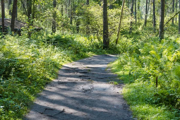 path in the forest. walk through the bright forest. fern in the forest. the sun shines through the trees. trees and fern. active lifestyle. empty expensive.