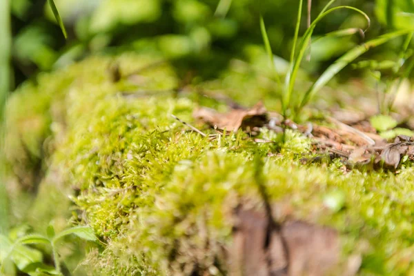 yosun yakın. ormanda yosun. makro çekim. sulu yeşillikler. yosun taşlar üzerinde yetişir.