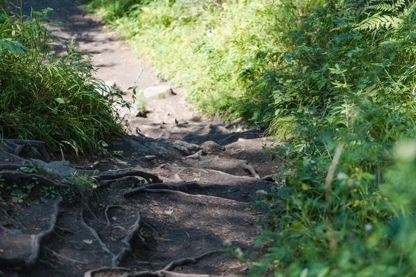 ormandaki yollarda ağaç kökleri. çıplak ağaç kökleri. ormanda yol. Fern. güneş, ağaçları katlayın.