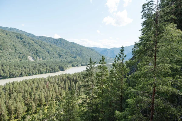dağların arasında nehir. dağların güzel görünümü. Rusya'nın doğası. Altay'daki dağlar. dağlarda çam ormanı. nehirde su.