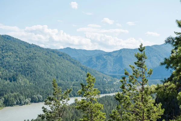 dağların arasında nehir. dağların güzel görünümü. Rusya'nın doğası. Altay'daki dağlar. dağlarda çam ormanı. nehirde su.
