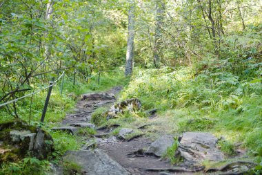 ormandaki yollarda ağaç kökleri. çıplak ağaç kökleri. ormanda yol. Fern. güneş, ağaçları katlayın.