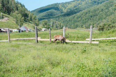 çayırda vahşi geyik. Ahlak. geyik çayırda bir koltuk almak.